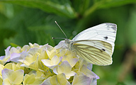 Green-veined White (Pieris napi)